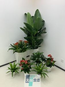 舟山办公室花卉绿植租摆简约组合
